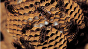 bee propolis soap