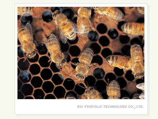 propolis natural antibiotic